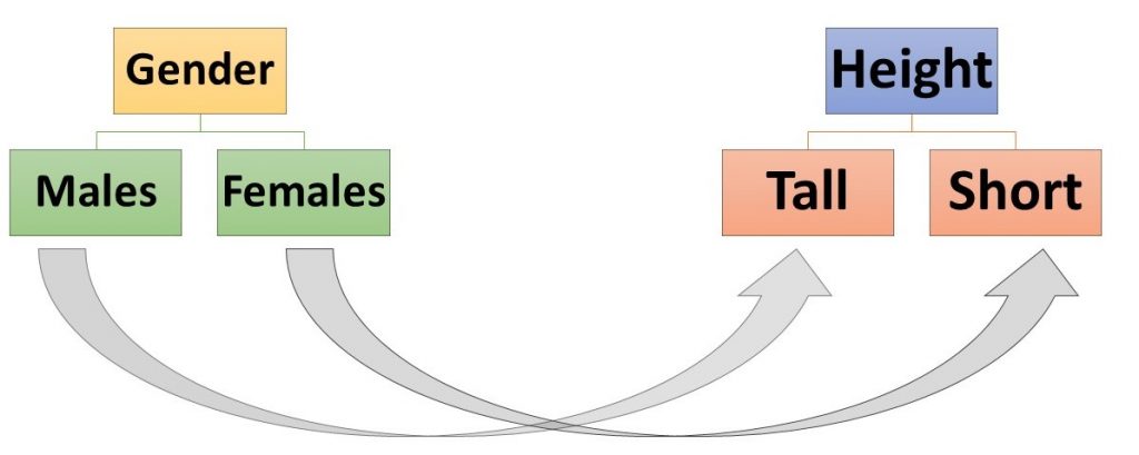 This image contains two flow charts. In the first, &quot;Gender&quot; has two attributes displayed, &quot;Males&quot; and &quot;Females.&quot; In the second, &quot;Height&quot; has two attributes displayed, &quot;Tall&quot; and &quot;Short.&quot; An arrow connects &quot;Males&quot; to &quot;Tall&quot; and an arrow connects &quot;Females&quot; to &quot;Short.&quot;