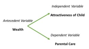 A diagram showing the antecedent variable of wealth, with arrows going from the wealth variable to the independent variable attractiveness of child and the dependent variable parental care.